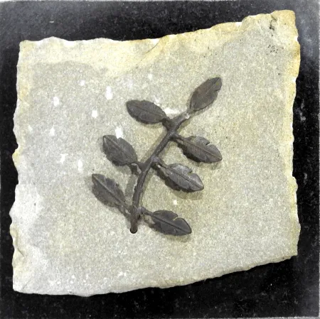 Leaves by Chandan Bhandari - Stone & Metal Sculpture